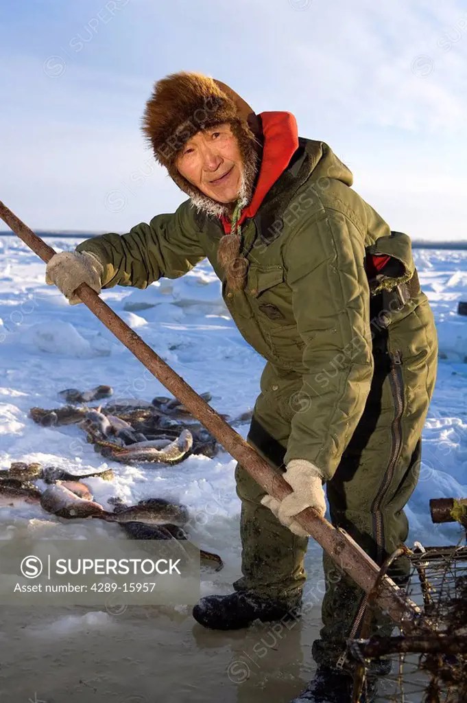 Elder Yupik eskimo man cleans Burbot out of Lush Fish Trap on Kuskokwim