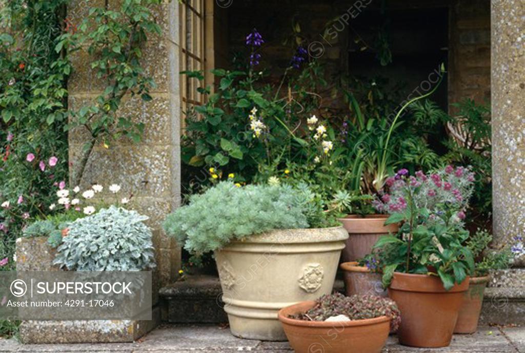 Collection of terracotta and stone pots with artemisia and alpine