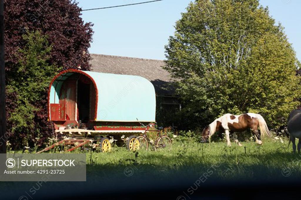 Piebald horse cropping grass in field with traditional Romany caravan