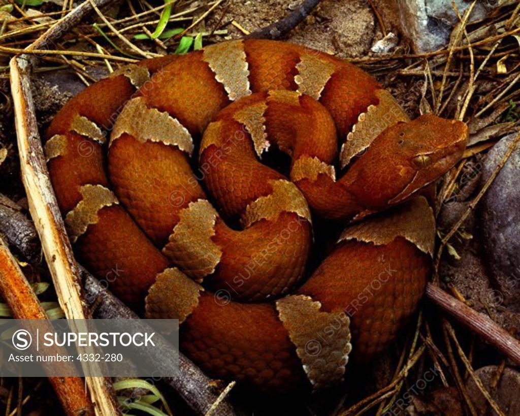 American copperheads (Agkistrodon contortrix), are venomous but rarely