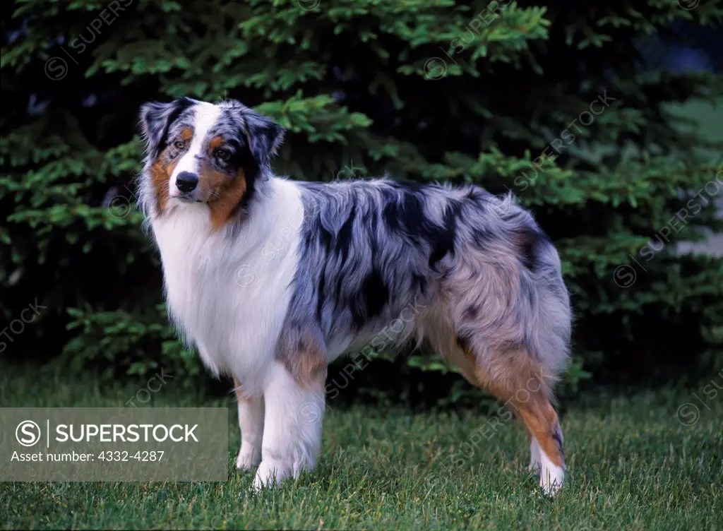 Are Australian Shepherds Recognized By Akc