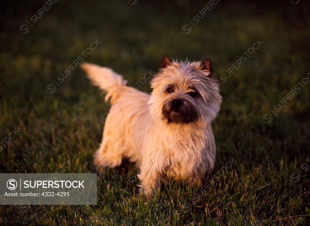 Cairn Terrier, AKC, 2yearold 'C.C.' photographed in Kalamazoo