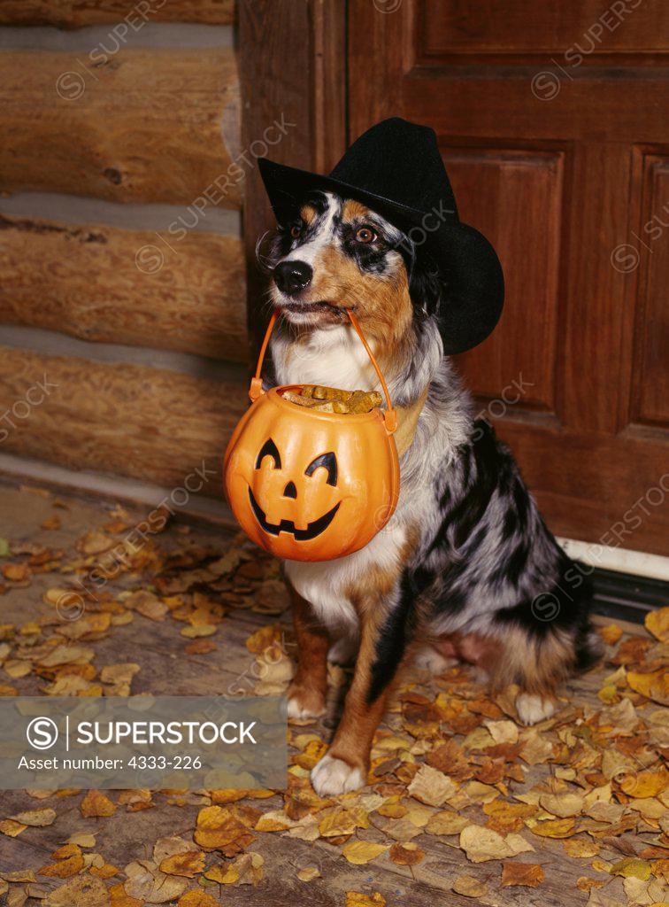 Australian Shepherd, AKC, 'Mattie' dressed up as a cowgirl trickor