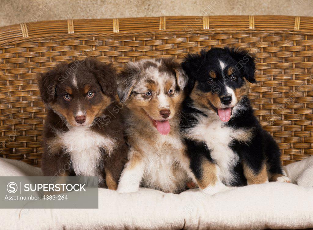 Australian Shepherds, AKC, 8weekold puppies 'Stony' owned by Fred and