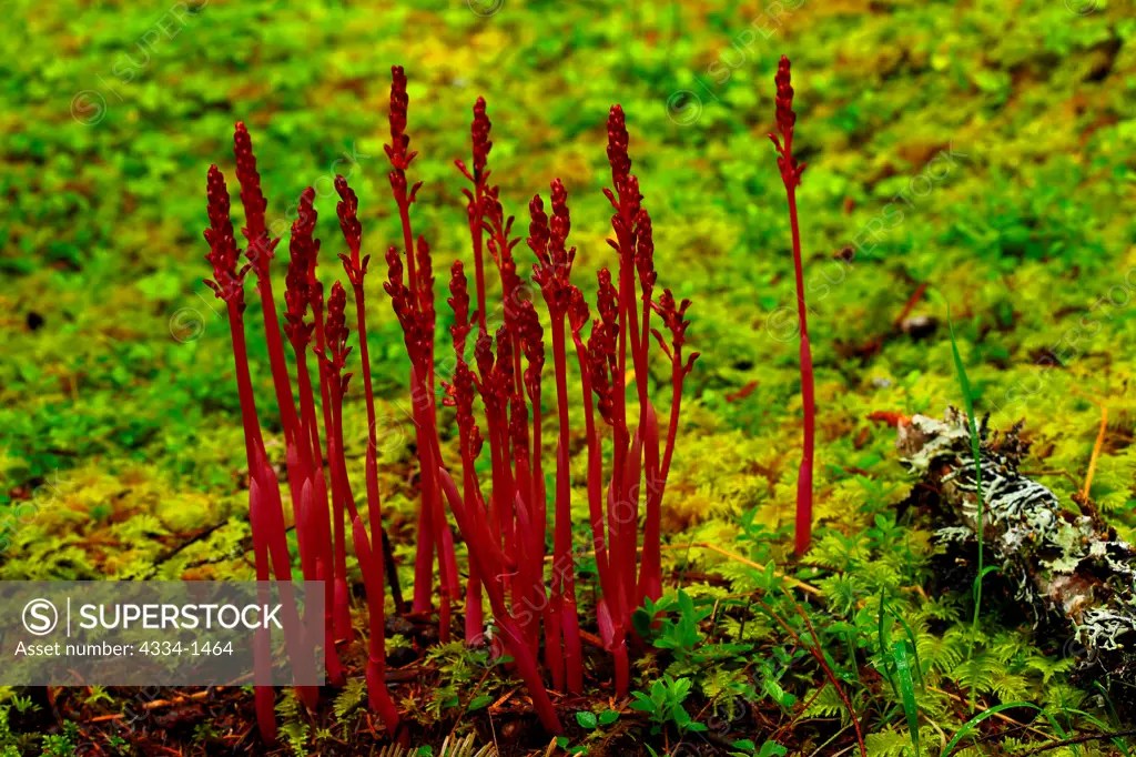 Wild Asparagus Plant