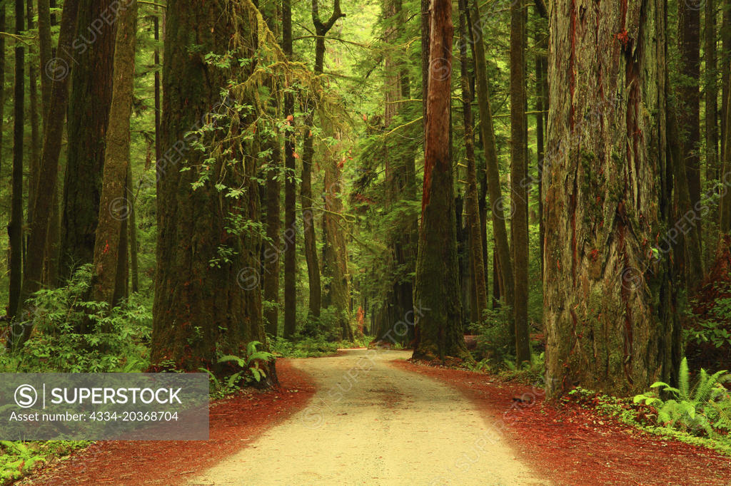Howland Hill Road Through Giant Redwoods in the Stout Grove in the