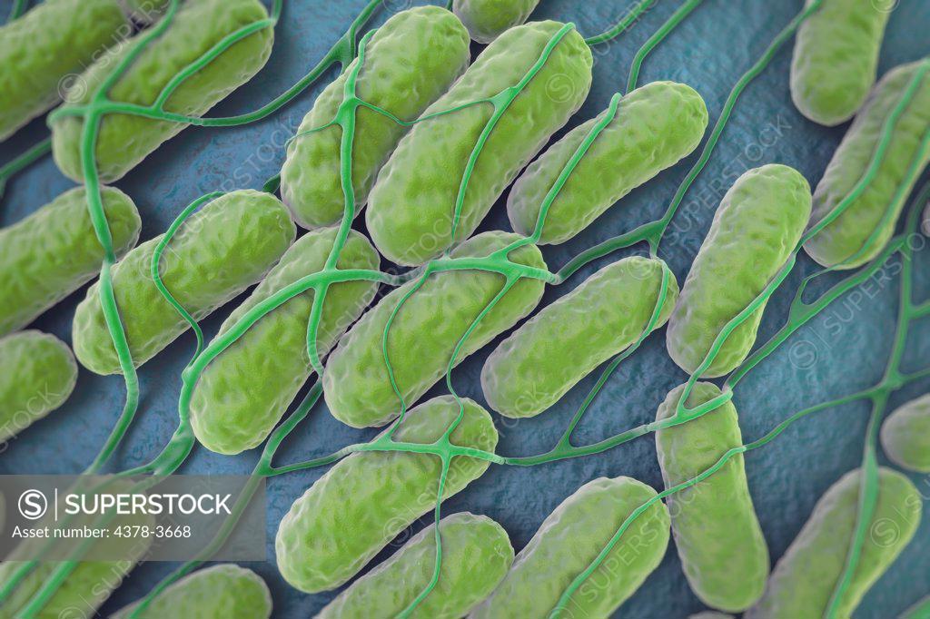 A culture of Salmonella bacteria on a plane surface. Salmonella is a