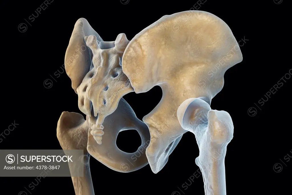 Rear threequarter view of an anatomical model of the male pelvis and