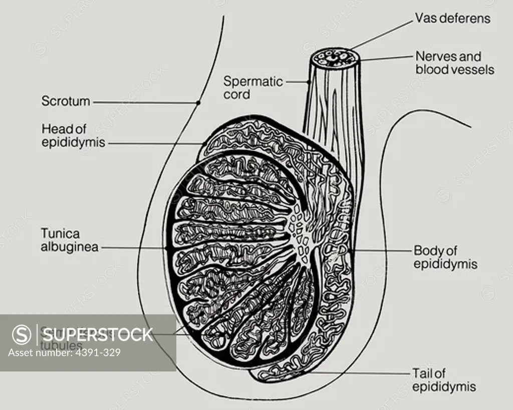 A line drawing of a lateral view of human testicles, including the