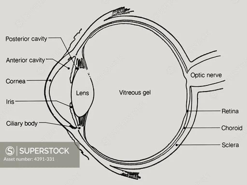 A lateral cutaway view of the human eye, showing internal structure