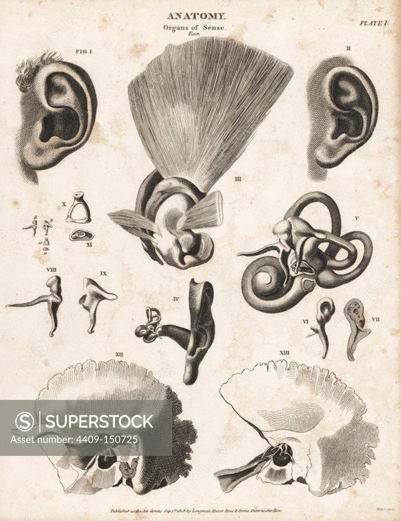 Anatomy of the human ear showing ear flap, anvil, stirrup, cochlea