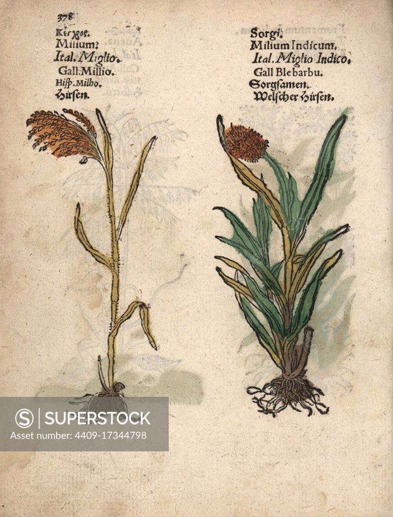 Millet, Panicum miliaceum, and great millet, bicolor. Handcoloured woodblock engraving