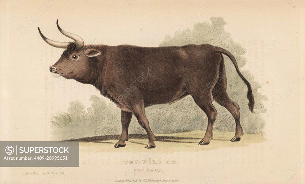 Aurochs, Bos primigenius. Extinct. (Wild ox, Bos urus.) Handcoloured engraving after an