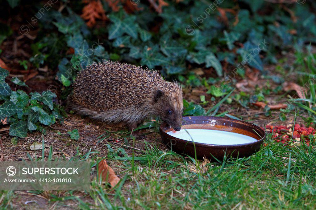 Hedgehog drinking milk in a bowl in a garden France SuperStock