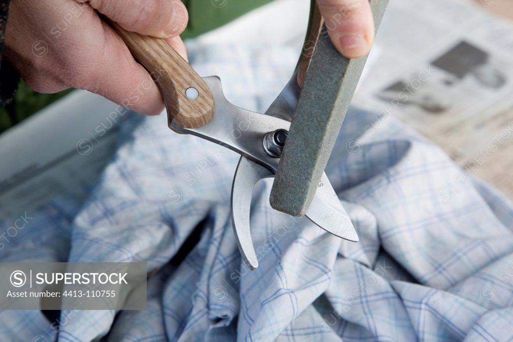 Clipper maintenance in a garden SuperStock