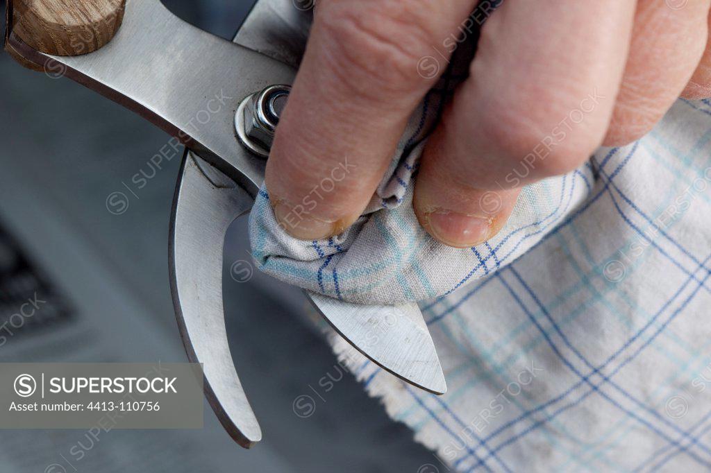 Clipper maintenance in a garden SuperStock