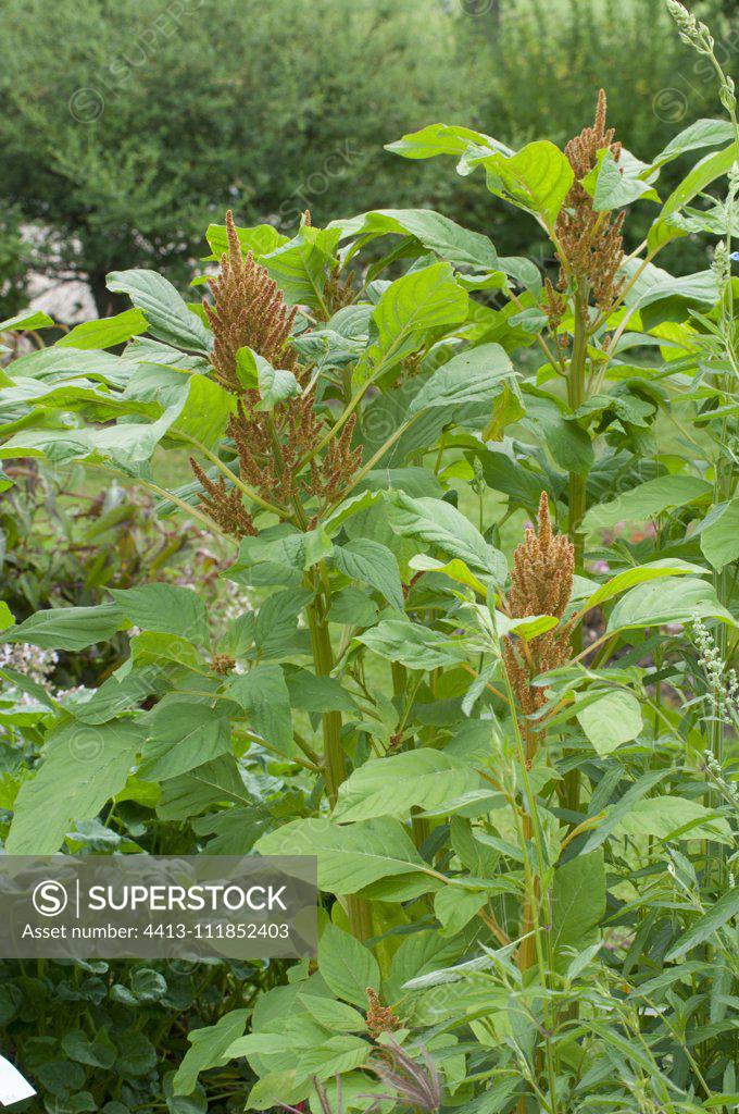 Blood amaranth (Amaranthus cruentus) 'Golden Giant' SuperStock
