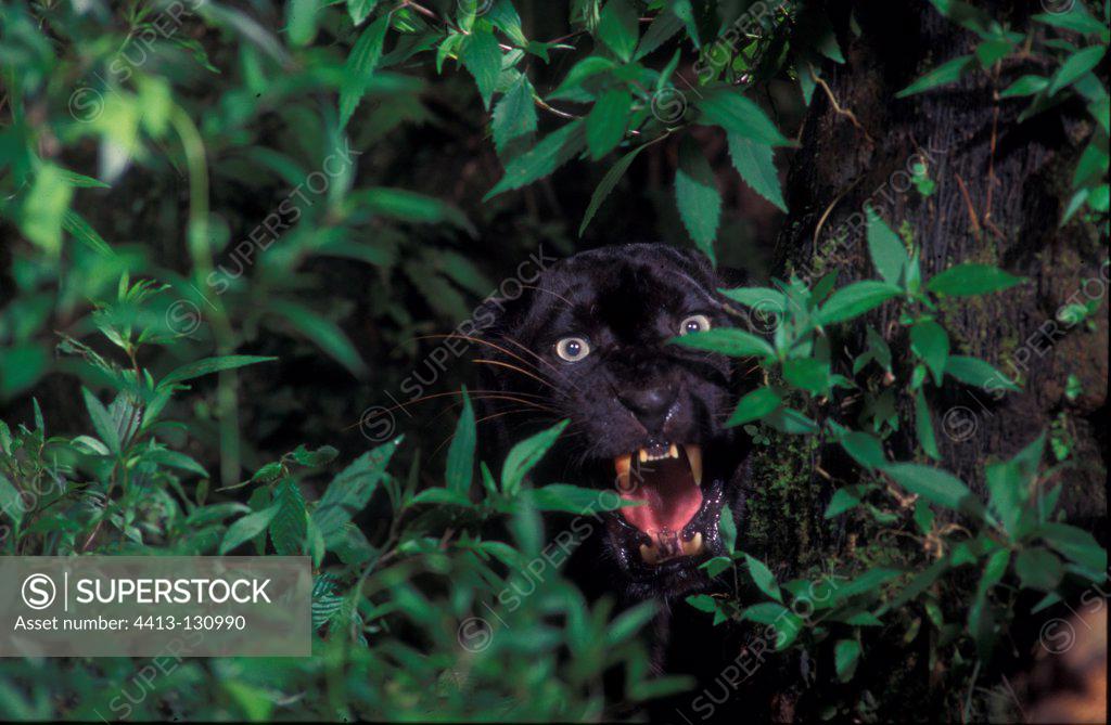 Black panther aggressive behaviour Ujung Kulon NP Java SuperStock