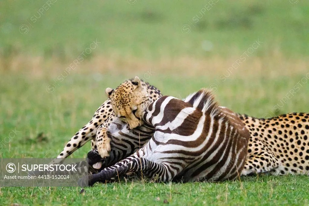 Cheetah killing a Zebra adult in the Masai Mara NR Kenya SuperStock