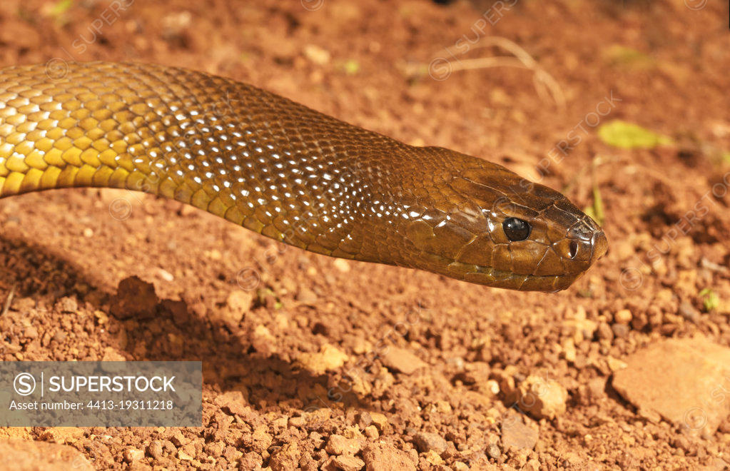 Inland Taipan (Oxyuranus microlepidotus) C. Australia. Probably the