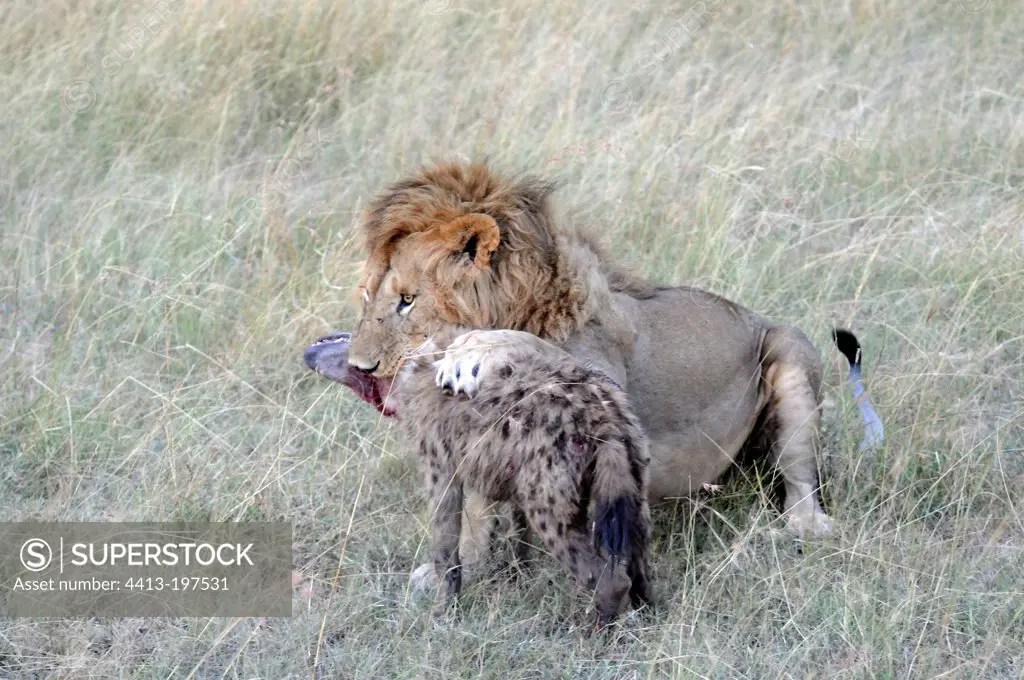 Lion killing a Spotted Hyena Maasai Mara Kenya SuperStock