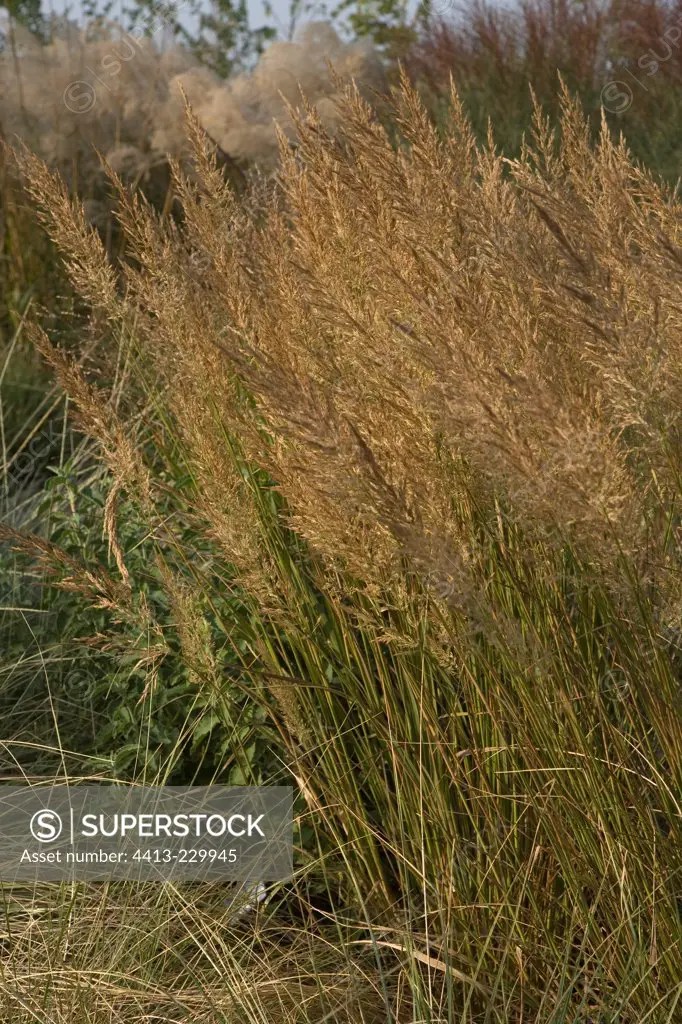 Korean feather reed grass SuperStock