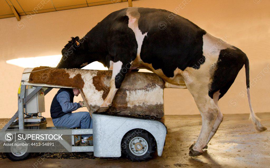 Preparation of Holstein bull before semen sample SuperStock