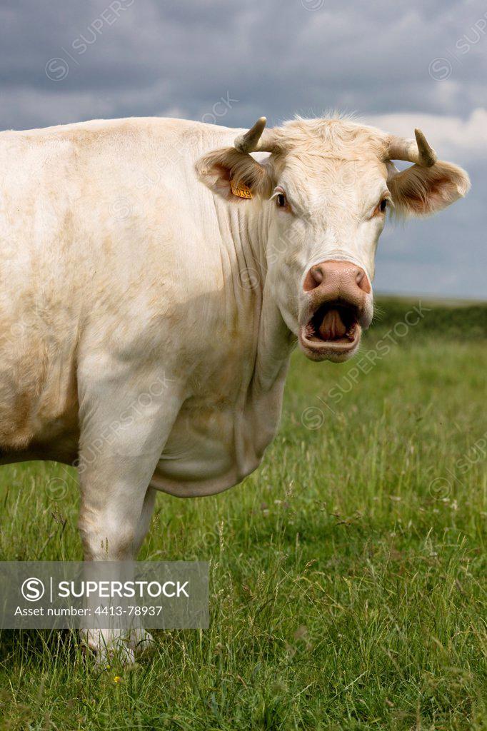 Charolais cow bellowing in the meadow SuperStock