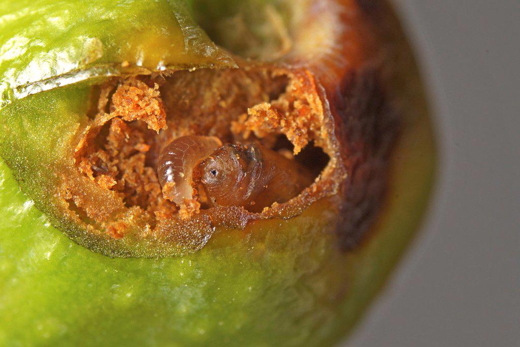 Parasitoid larva in an olive SuperStock
