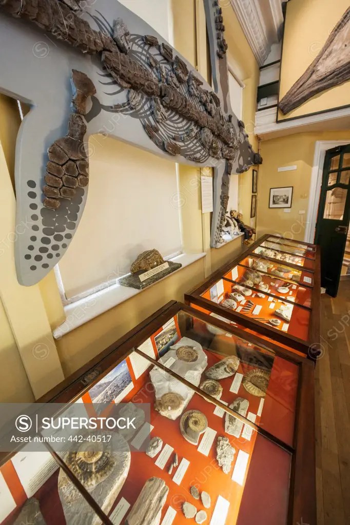 Display of fossils and ammonites in a museum, Lyme Regis Museum