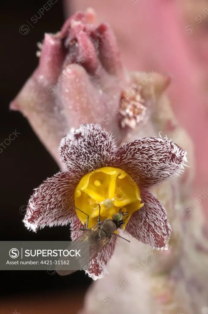 Cuernua (Caralluma burchardii burchardii) closeup of flower, fly