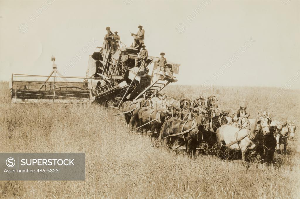 Best horse drawn combine, 1909 SuperStock