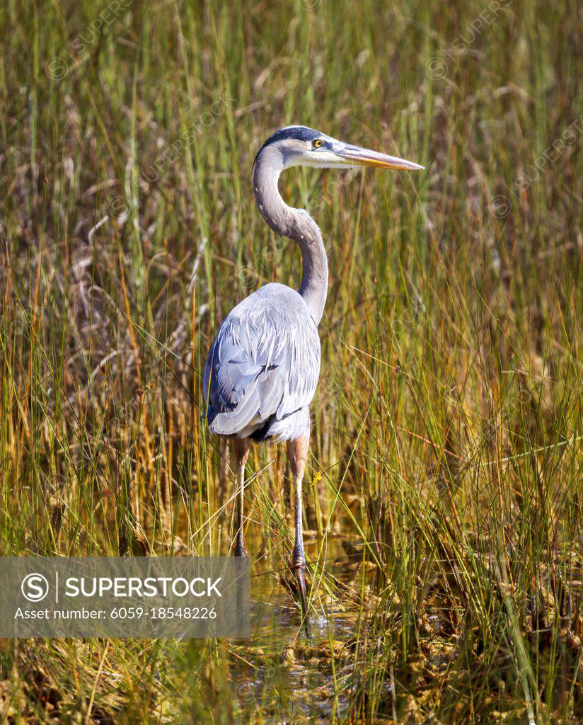 Photograph of a Great Blue Heron bird hunting for food in the