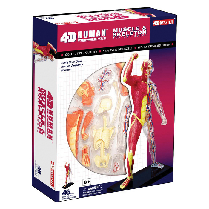 Tedco Toys Human Anatomy Human Muscle & Skeleton Model Anatomy