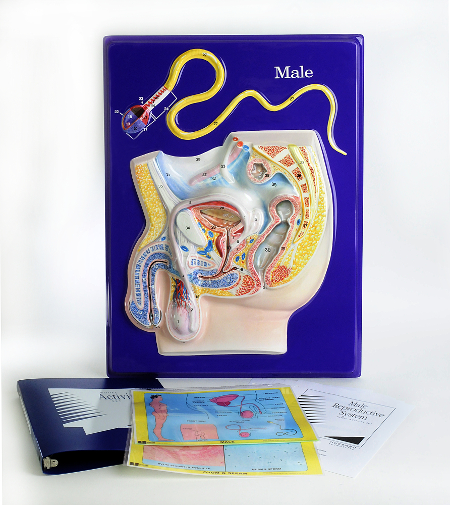 Scott Resources & Hubbard Scientific Male Reproductive Model Activity