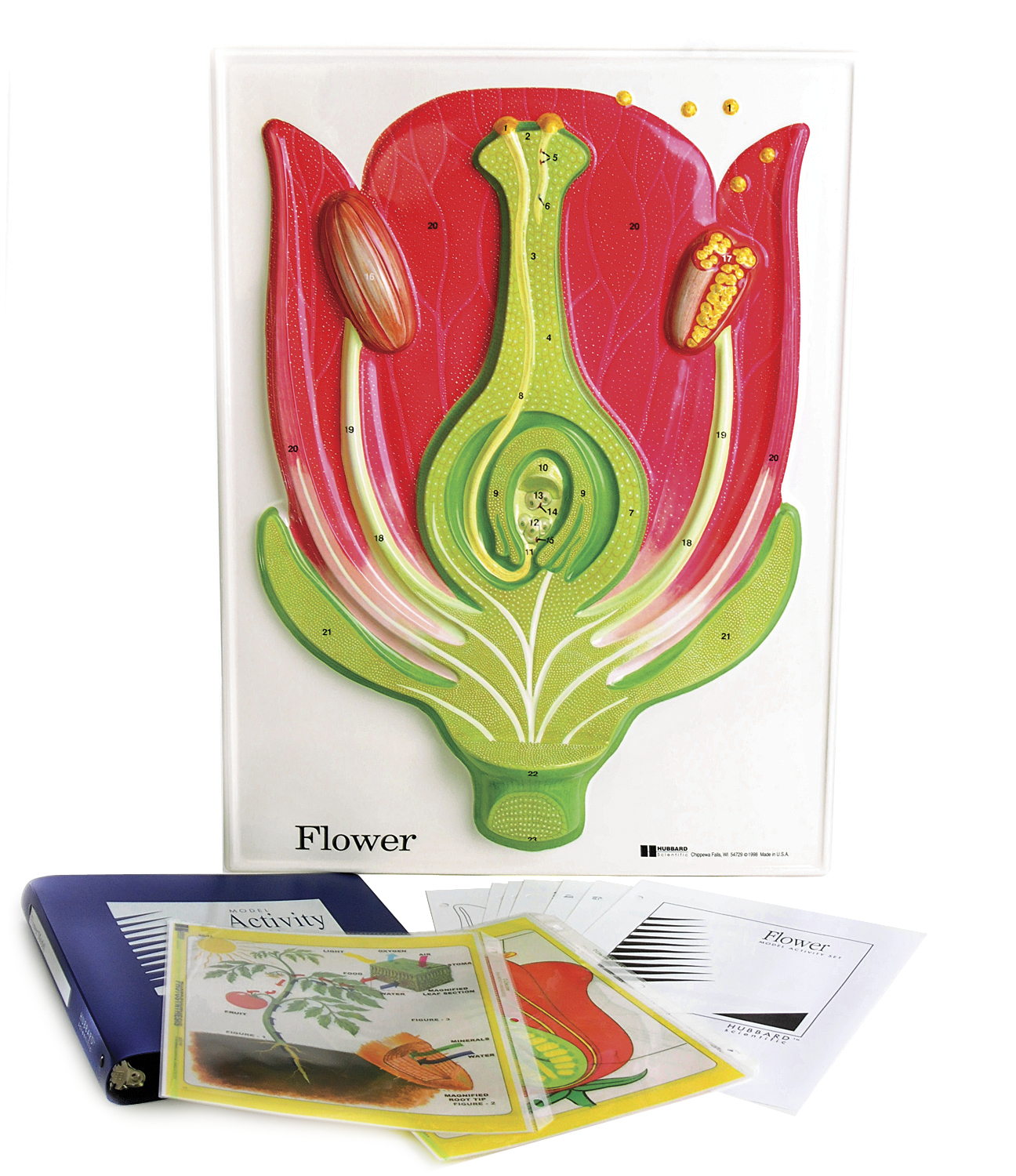 Scott Resources & Hubbard Scientific Flower Model Activity Set Life
