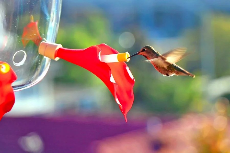 Wearable Hummingbird Feeding Mask Wizzgoo Shop