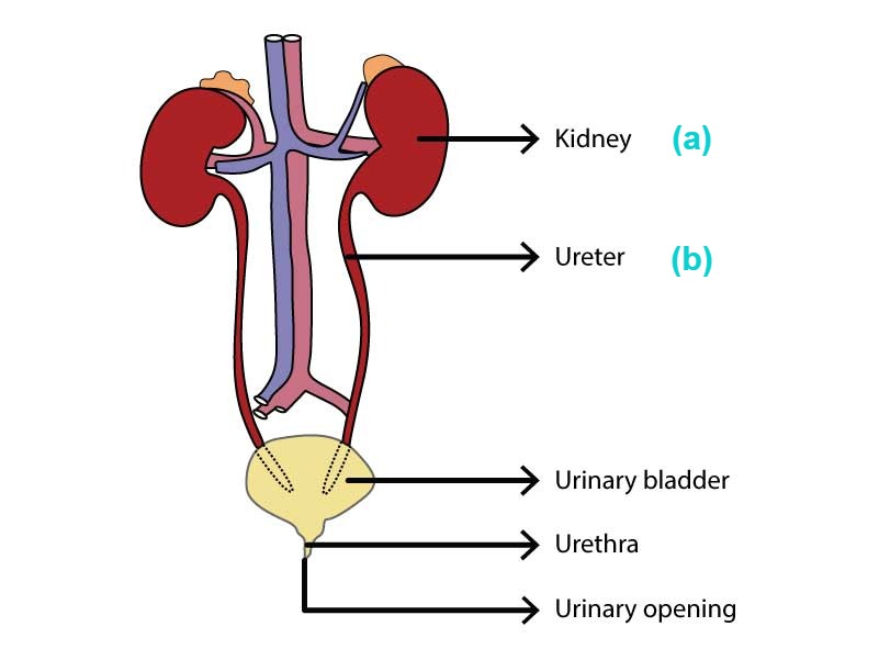 [Solved] मानव उत्सर्जन तंत्र का आरेख नीचे दिया गया है।