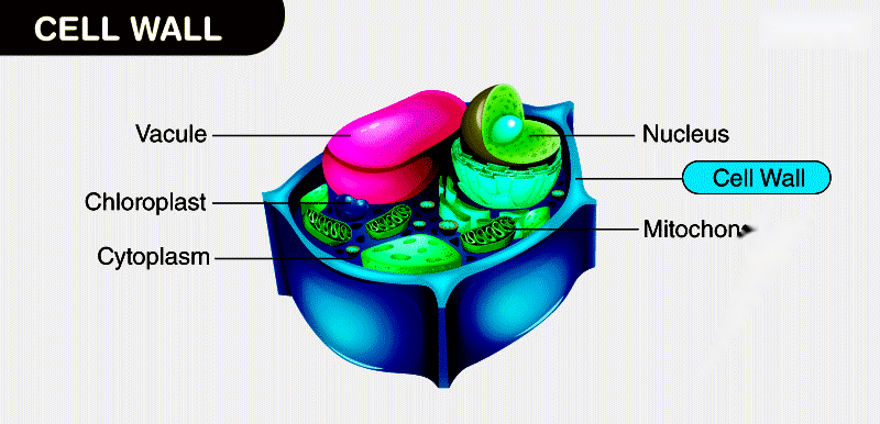 Cell Wall - Structure, Function and its Presence in Various Organisms