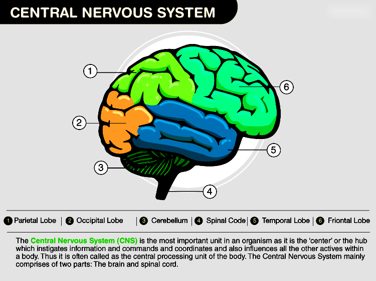 Understanding the Central Nervous System