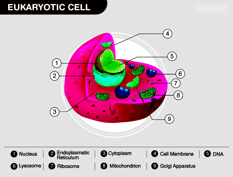 Learn about Eukaryotic Cells Definition, Characteristics, Structure, Examples Testbook