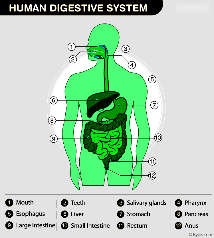 Human Digestive System Structure, Parts, Functions & Digestive Process