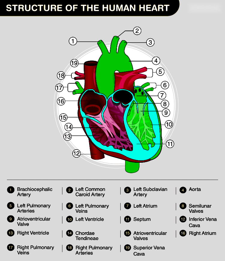 Diagram of Heart Detailed Structure and Functions