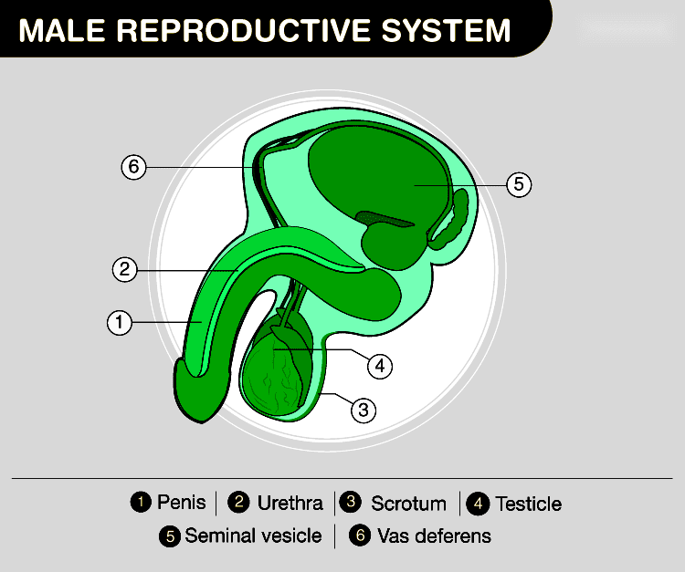 Understanding the Male Reproductive System - Testbook.com