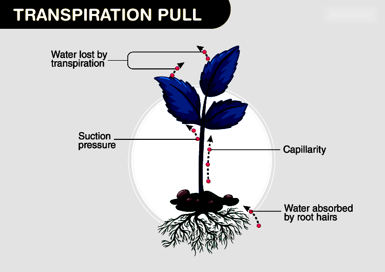 Understanding Transpiration Pull in Plants