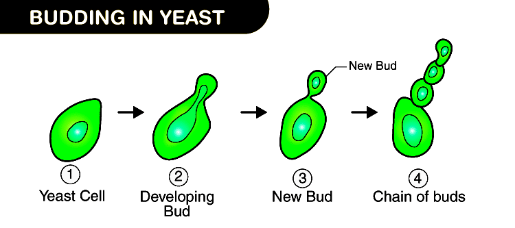 Studying Binary Fission In Amoeba And Budding With The Help Of Prepared