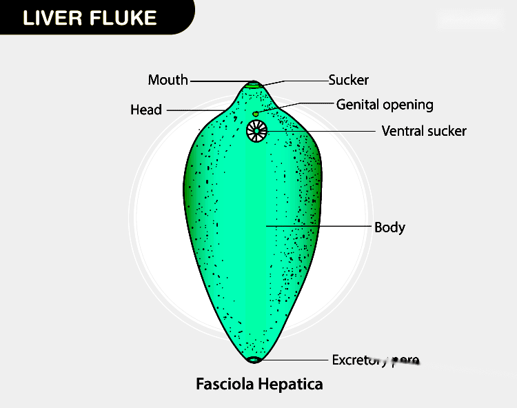 Liver Fluke Life Cycle Complete Guide and FAQs