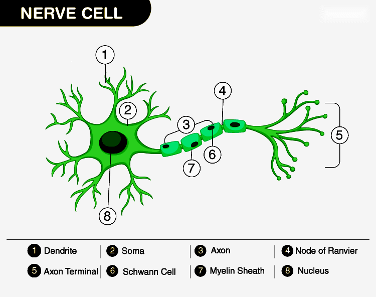 Nervous Tissue: Structure, Function, Location, Types and Characteristics
