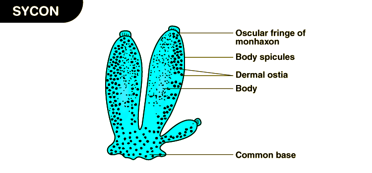Sycon Diagram - Complete Guide | Testbook.com