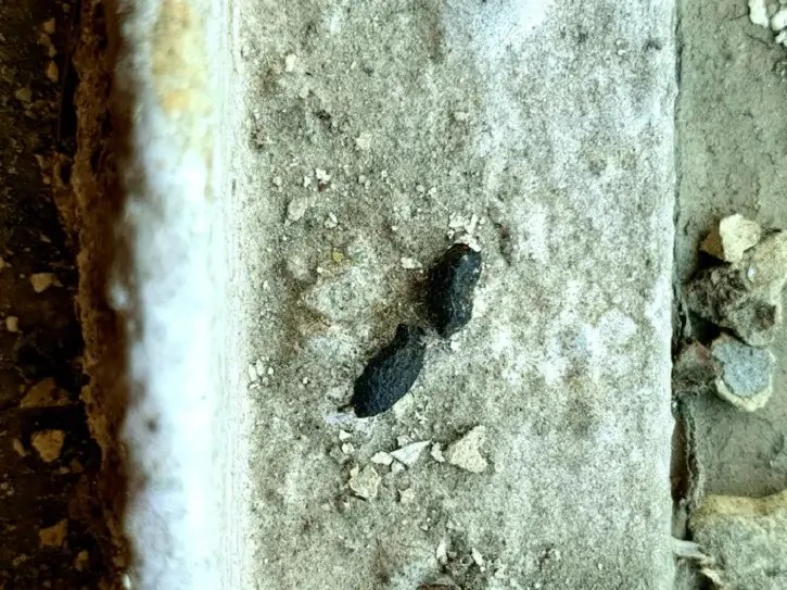 Rats Are they dangerous? How do I get rid of them?